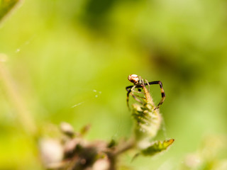 close up macro of a spider on top of a leaf with legs and body in detail