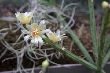 Rhipsalis neves-armondii, a species of mistletoe cacti