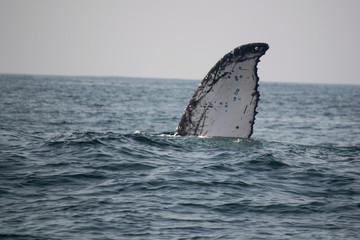 Fototapeta premium Humpback Whales in the Water 