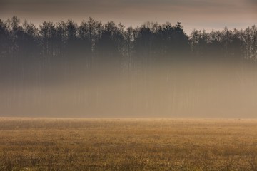 Early spring foggy meadow at sunrise
