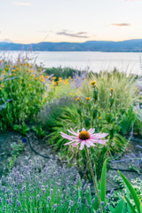 Obraz premium Pink Flower in Garden overlooking Okanagan Valley