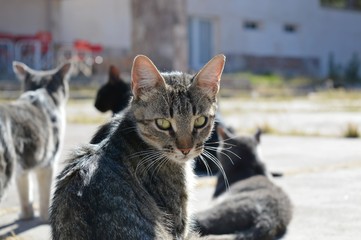 Cat in clowder facing camera