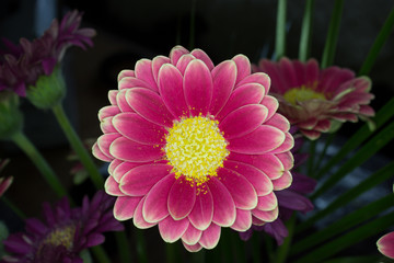 Obraz premium Beautiful pink Gerbera