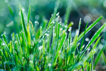 Blurry morning grass macro.