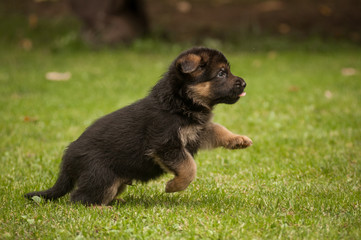 Jumping cute german shepherd puppy