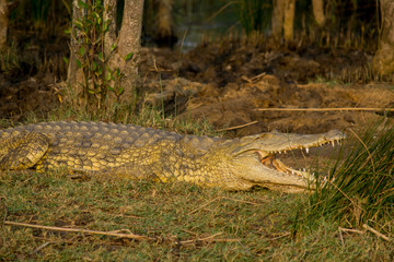 Nile Crocodiles out for a Sun