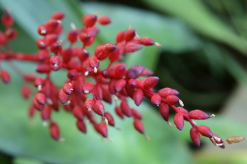 Red inflorescence of a Bromeliaceae plant species