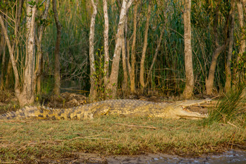 Nile Crocodiles out for a Sun