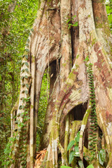 Buttress tree roots in rainforest