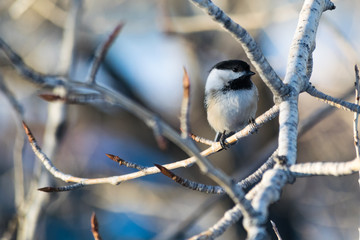 black and white bird on a tree branch with blurry background