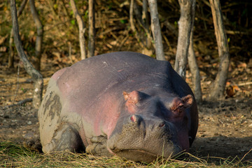 Hippos in Africa 