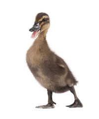 Cute duckling isolated on white background