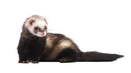 Cute grey ferret in full growth lies isolated