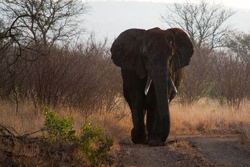 African Elephants in the Wild
