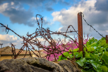 Close up of a barbed wire over a wall