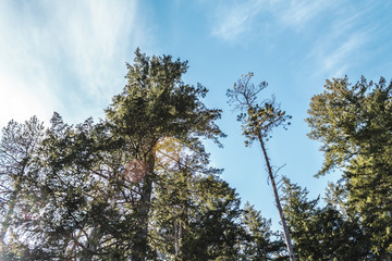 Trees near Quarry Rock at North Vancouver, BC, Canada