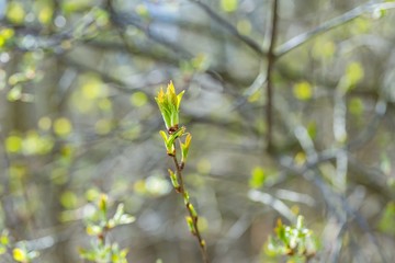 Buds of fresh leaves on tree branches