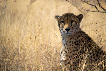 Cheetahs in the African WIld