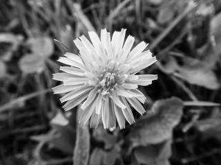 Lilac Spanish Garden