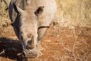 African White Rhino 