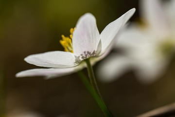 Obraz premium White anemone in big close up