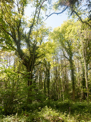 Fototapeta premium beautiful day time light in the forest during a hot summer's day outside