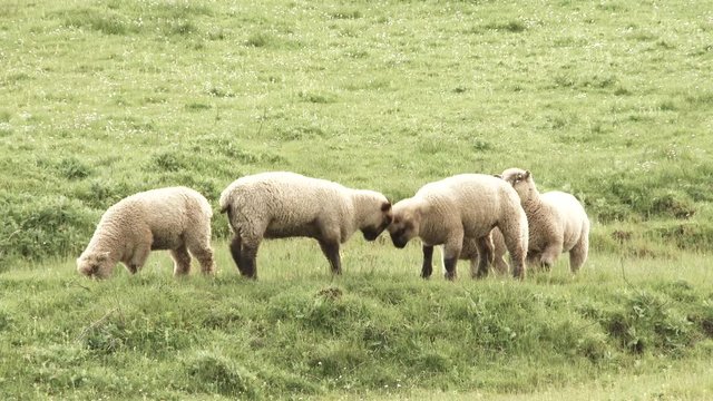 Herd of lamb butt heads and get a little rowdy on grassy hillside.