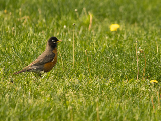 Robin