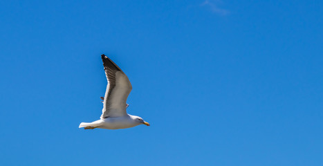 Gaivota voando em céu azul.
