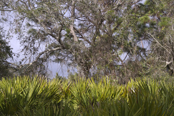 Florida Trees, Lichen and Flora