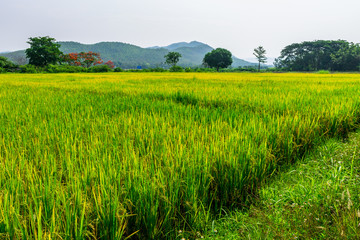 Obraz premium Thai agriculture