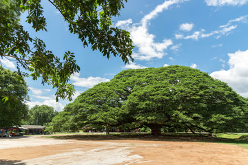 Giant Rain Tree,The big tree in kanchanaburi,thailand  ,attractions