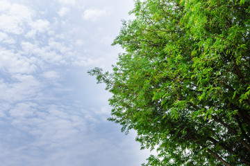 Background of nature