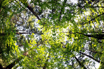 Fresh verdure