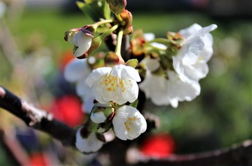 Branch with blossoming cherry flowers in spring