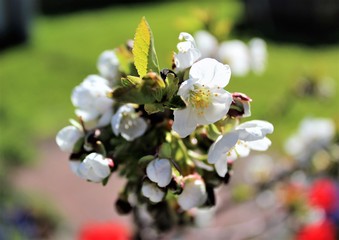 Branch with blossoming cherry flowers in spring