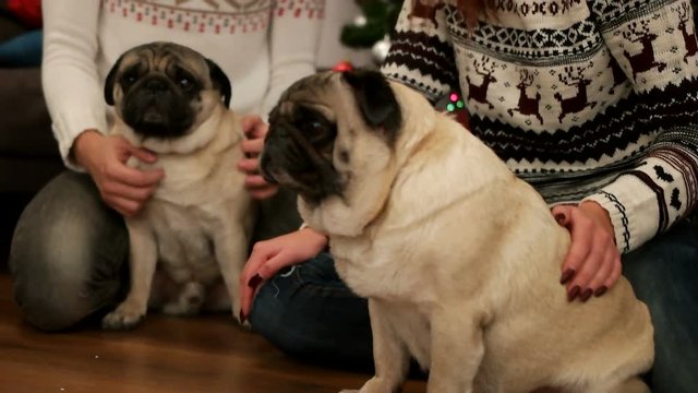Happy couple in love smiling and having fun with couple of pug dog siting on hte floor near the Christmas tree. Young emotional woman having fun with the pug.