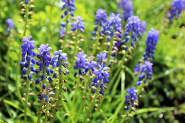 Obraz premium Seeding start muscari flowers