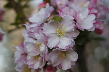 Chinese flowering crab-apple blooming