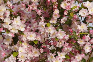 Chinese flowering crab-apple blooming