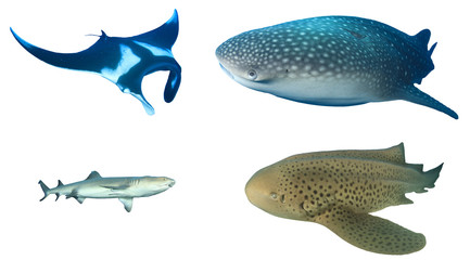 Obraz premium Manta Ray, Whale Shark, Whitetip Reef Shark, Leopard Shark (Zebra Shark) isolated on white background