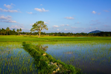view of paddy field 
