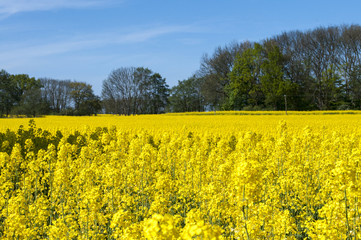 Obraz premium Rapsanbau auf Rügen, erneuerbare Energie