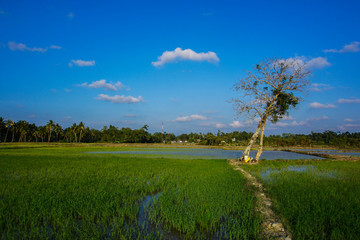 view of paddy field 