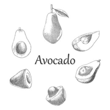 Avicado hand drawing engraving style