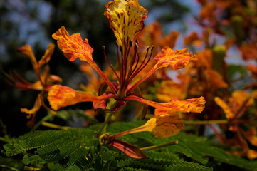 Caesalpinia pulcherrima Sw ;Barbadose Pride, Dwarf Poinciana