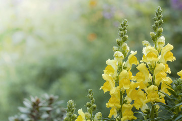 Flowers in the garden,Snapdragon,Antirrhinum,Antirrhinum majus (Scrophulariaceae)