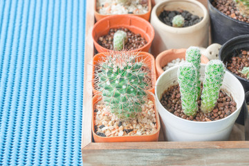 A tiny cactus on a blue background.