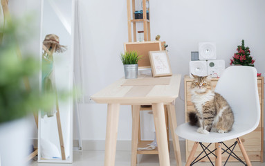 Lovely Persian cat lying in decorated room