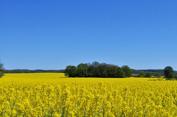 Obraz premium Raps bei Putbus auf Rügen